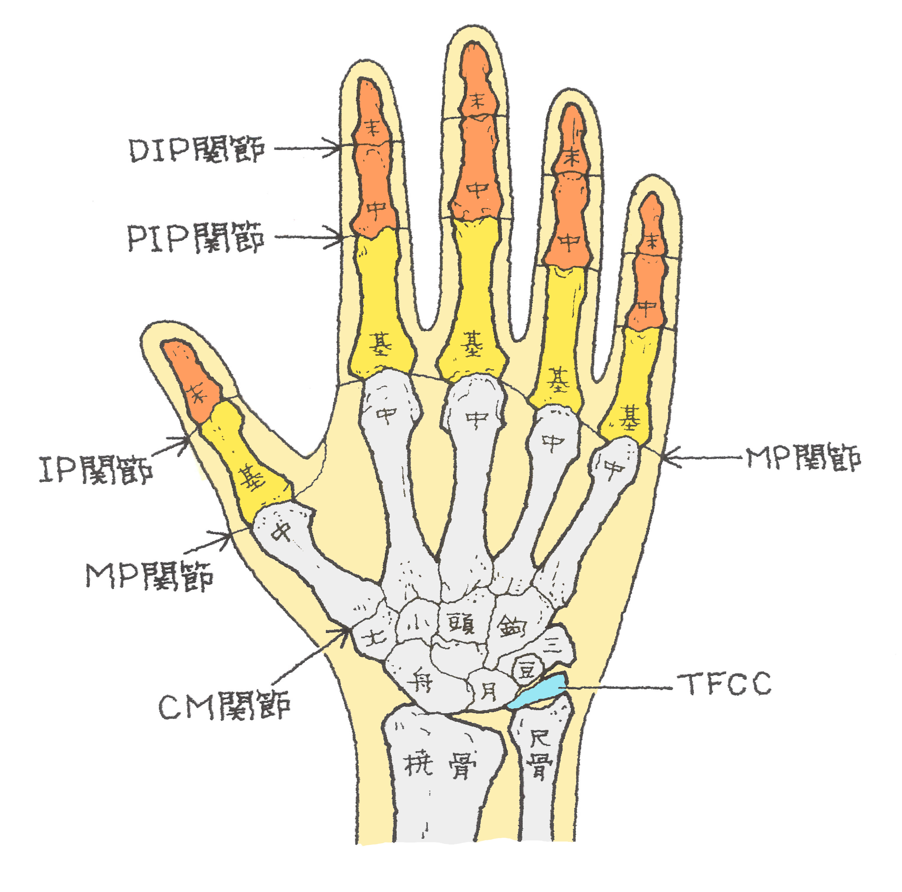 指 の 関節 骨折