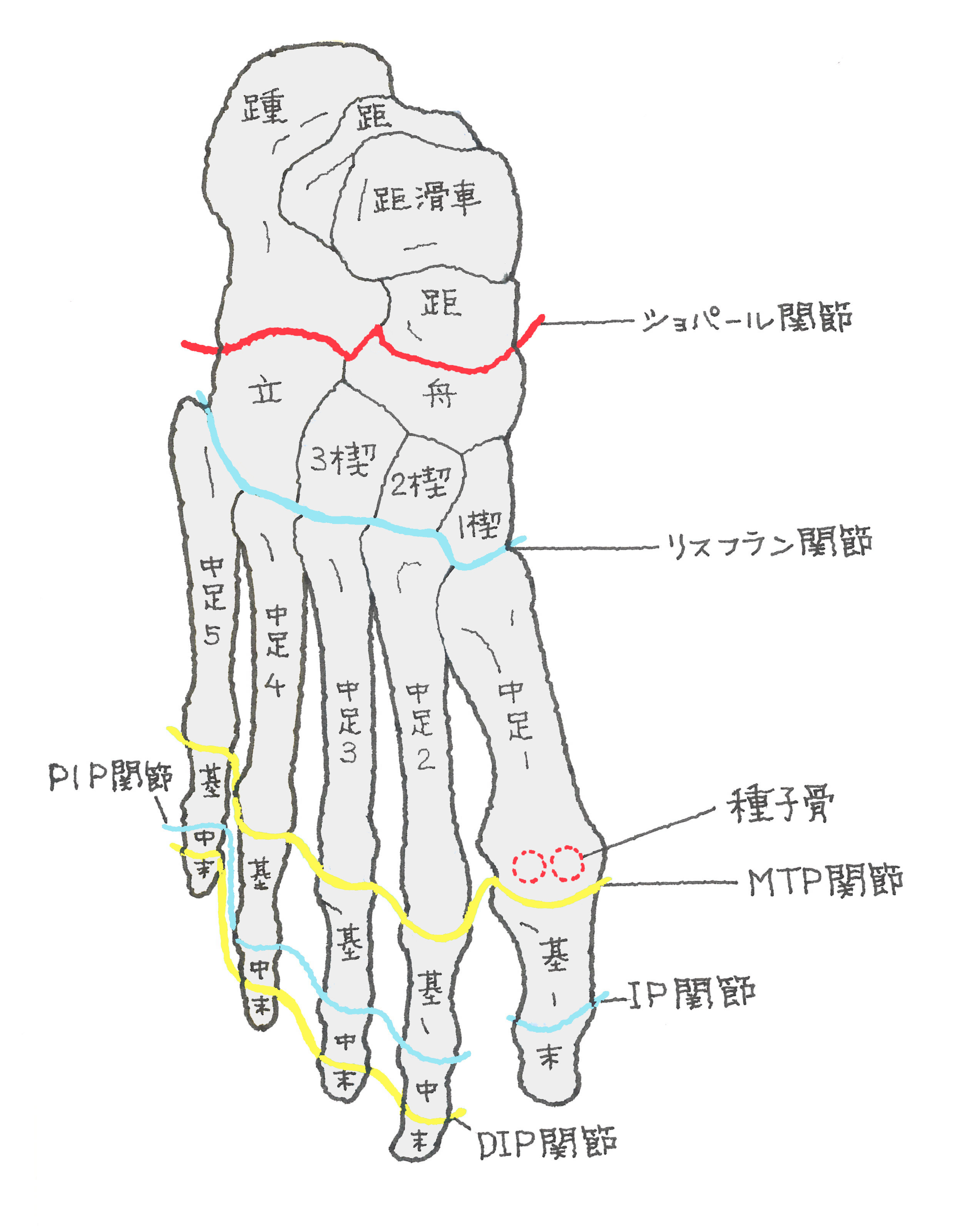 癒合 症 足 の 甲