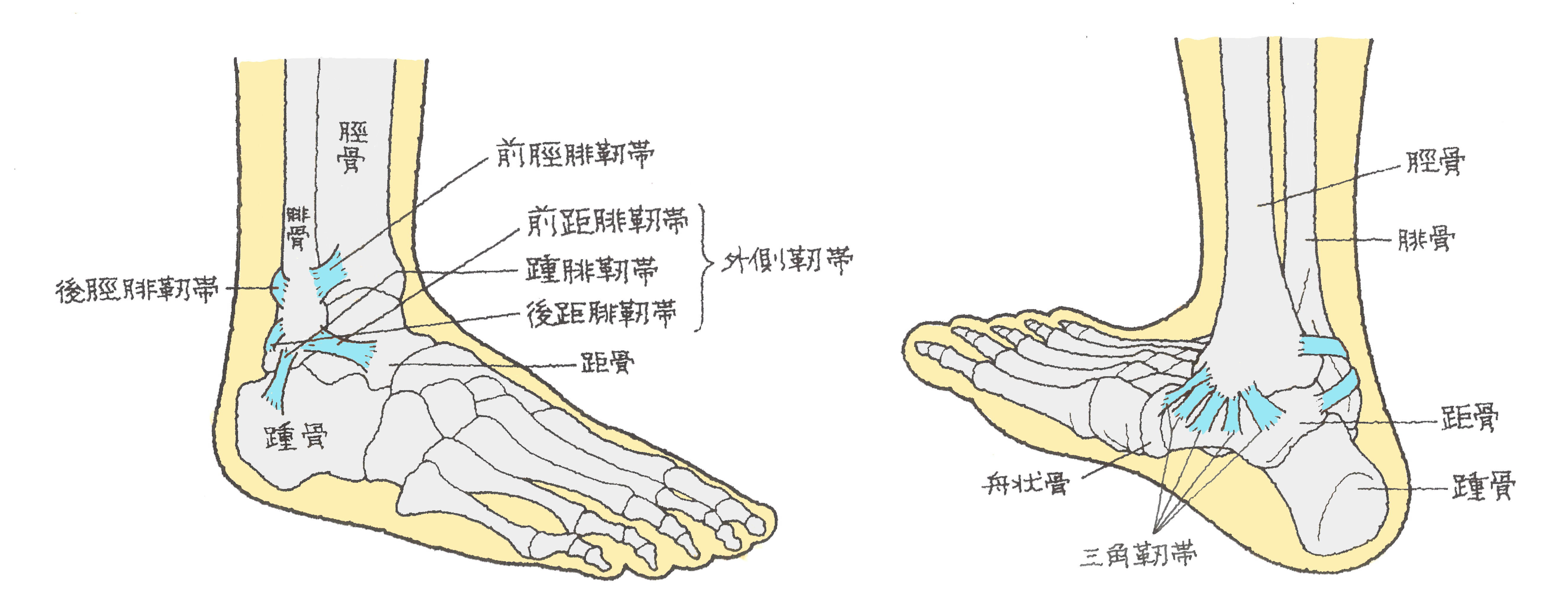 足 の 靭帯 伸びる