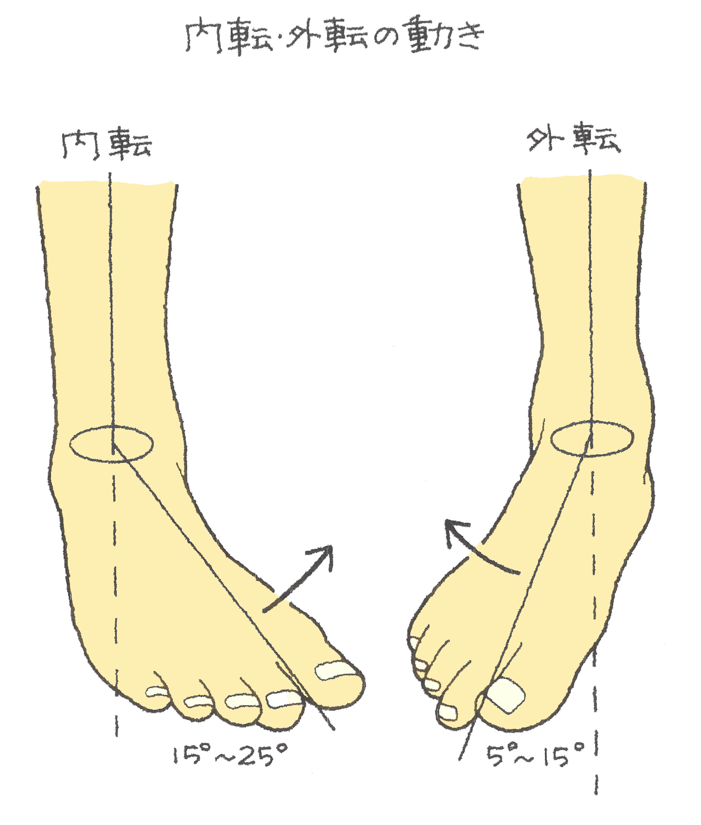 足 の 骨 構造