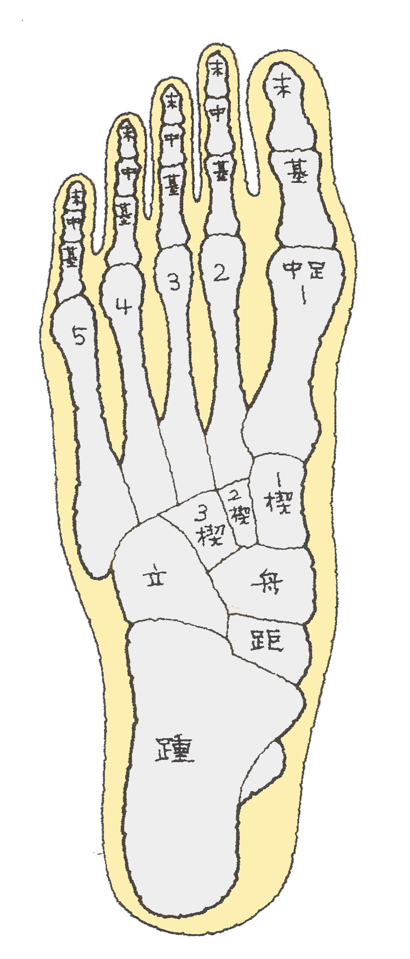 骨 リハビリ 踵 骨折 踵骨骨折のリハビリについて【後遺症を残さないために】│ロコリハ