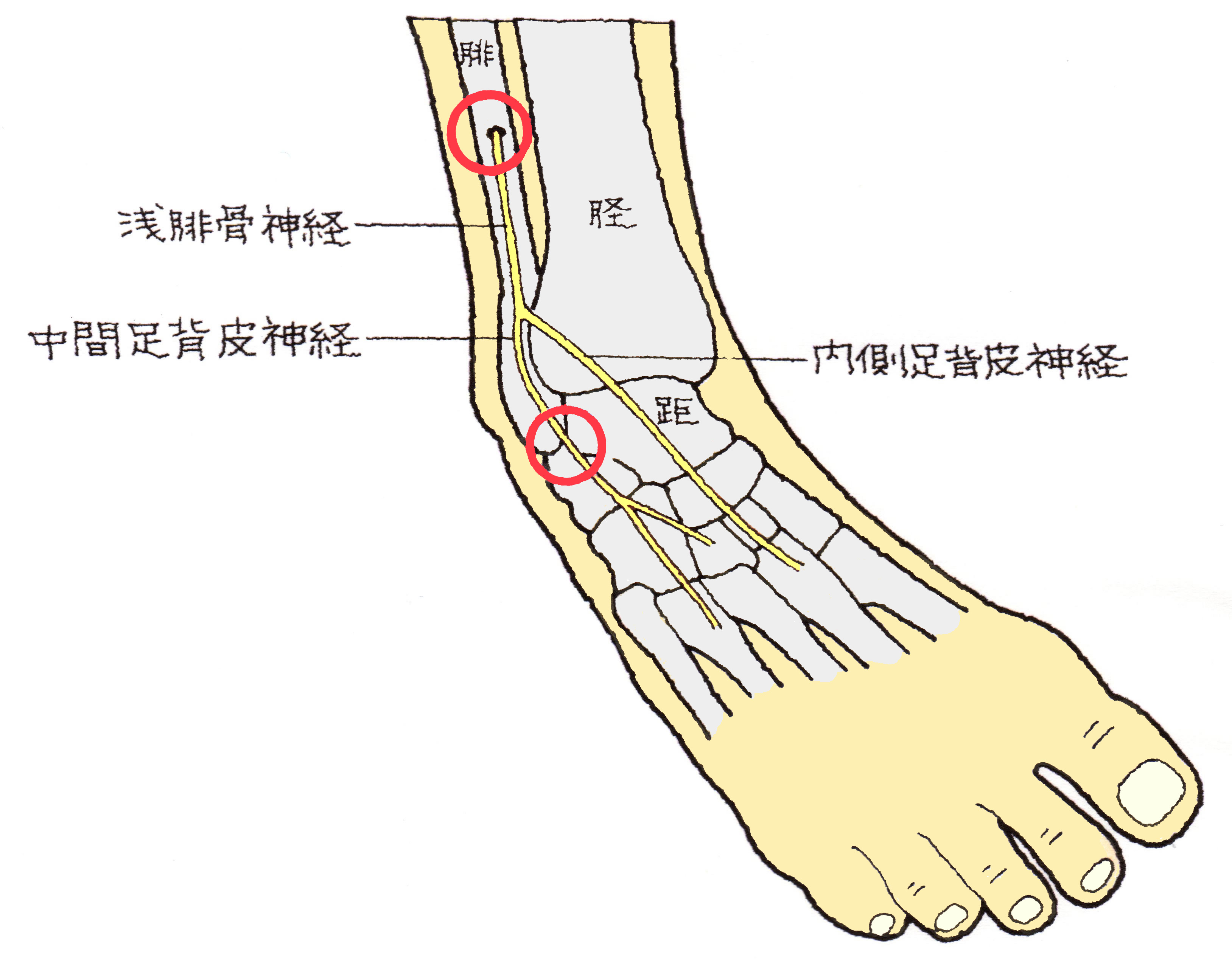 足 の 神経