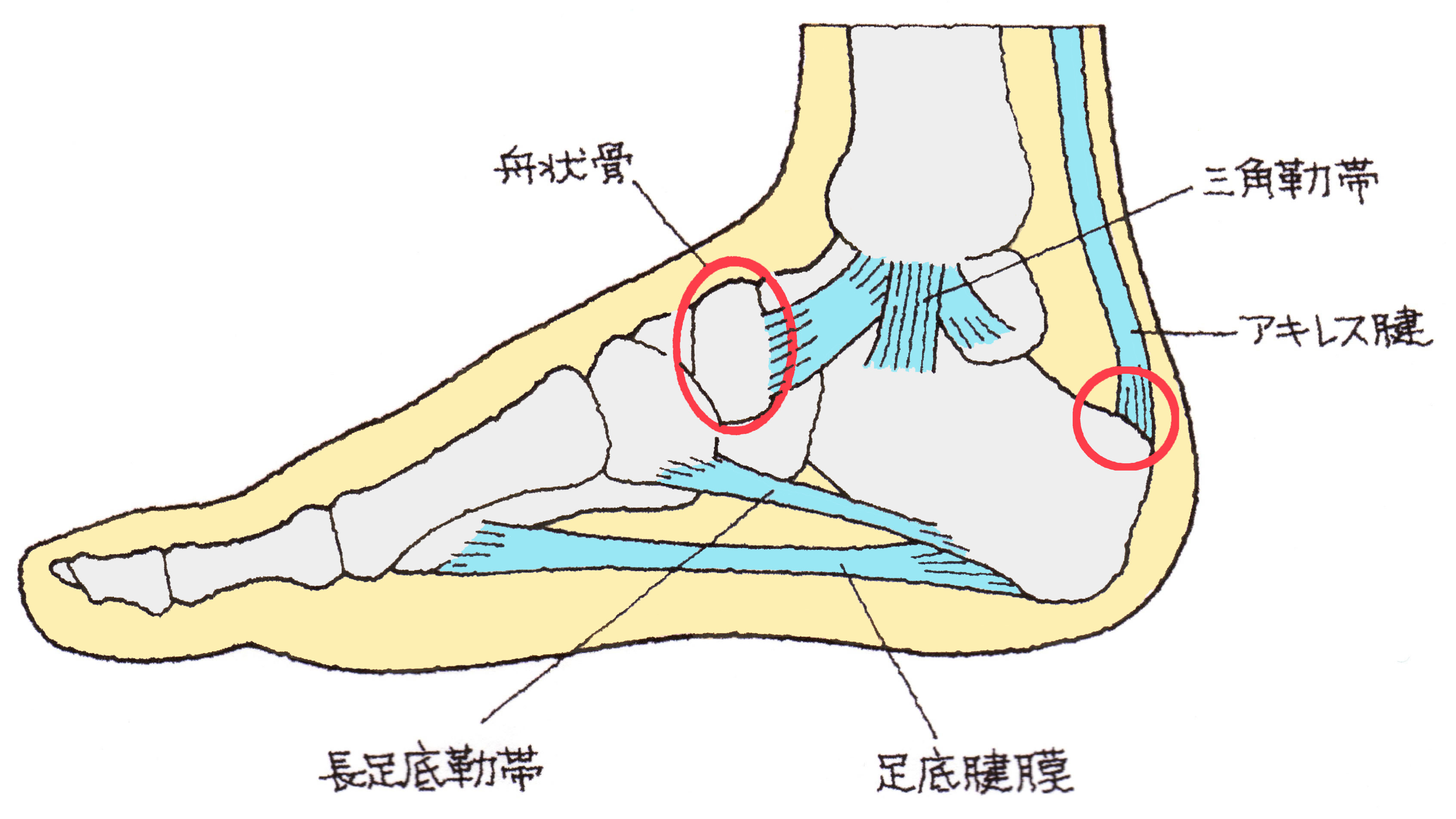 手腕腱鞘炎什么样高清图片_有来医生