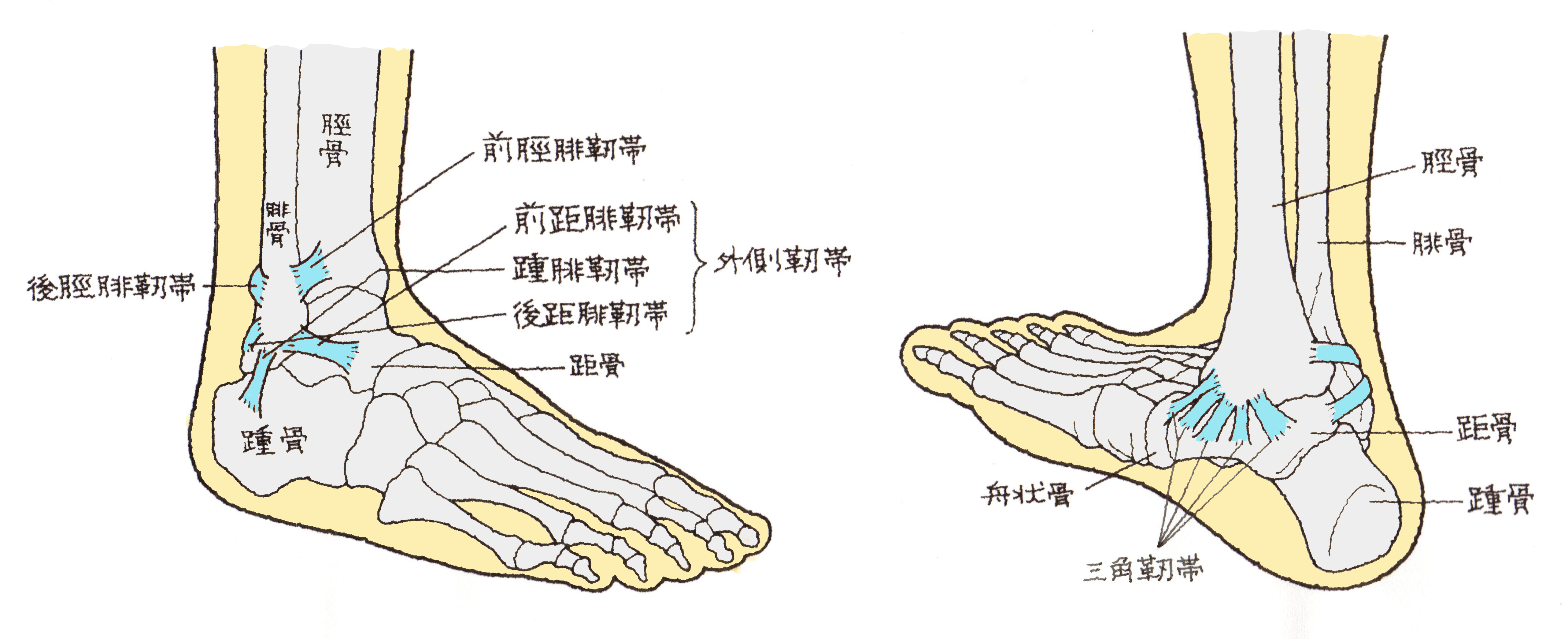 靭帯 損傷 足 の 甲