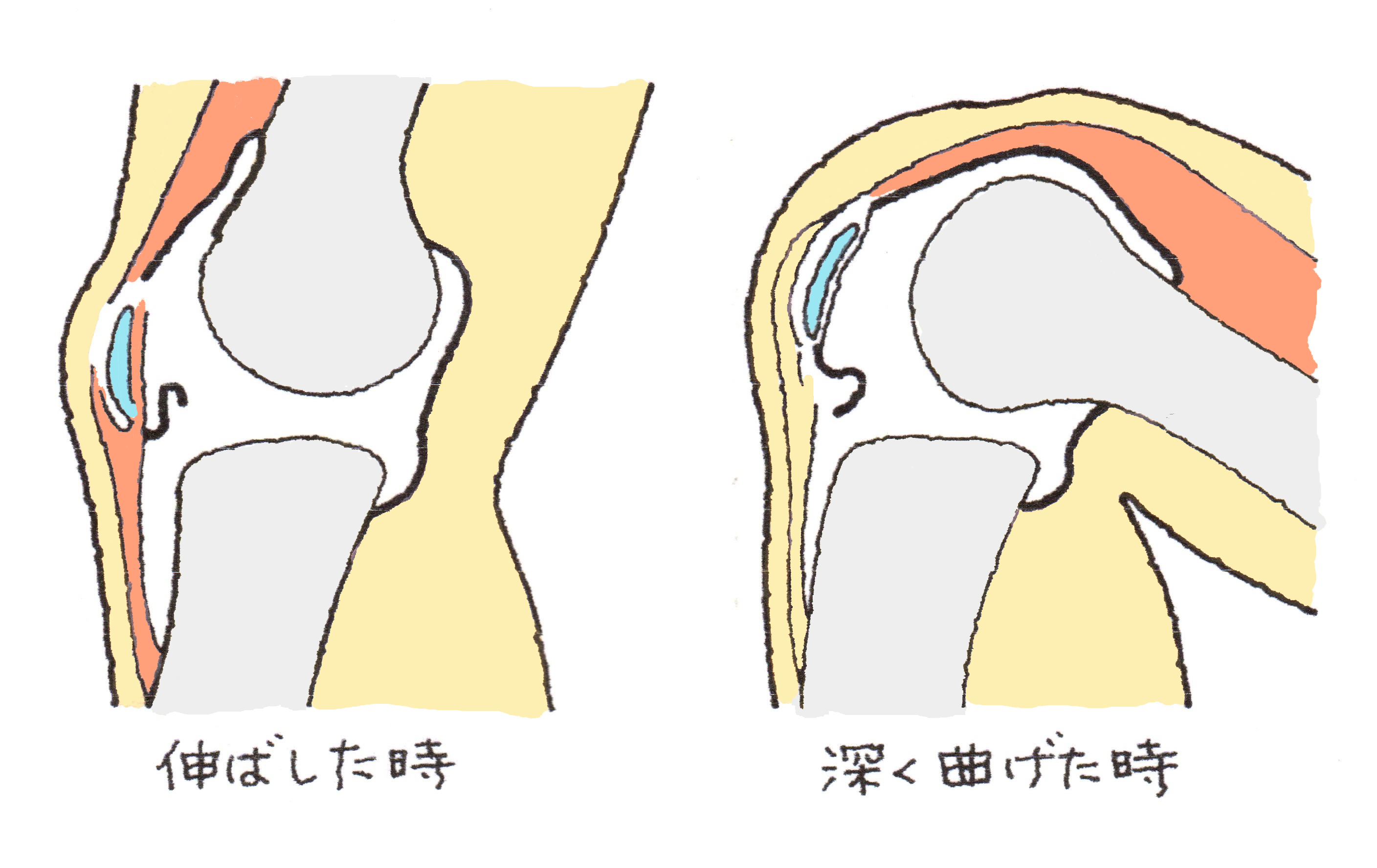 膝 の 骨 が 鳴る