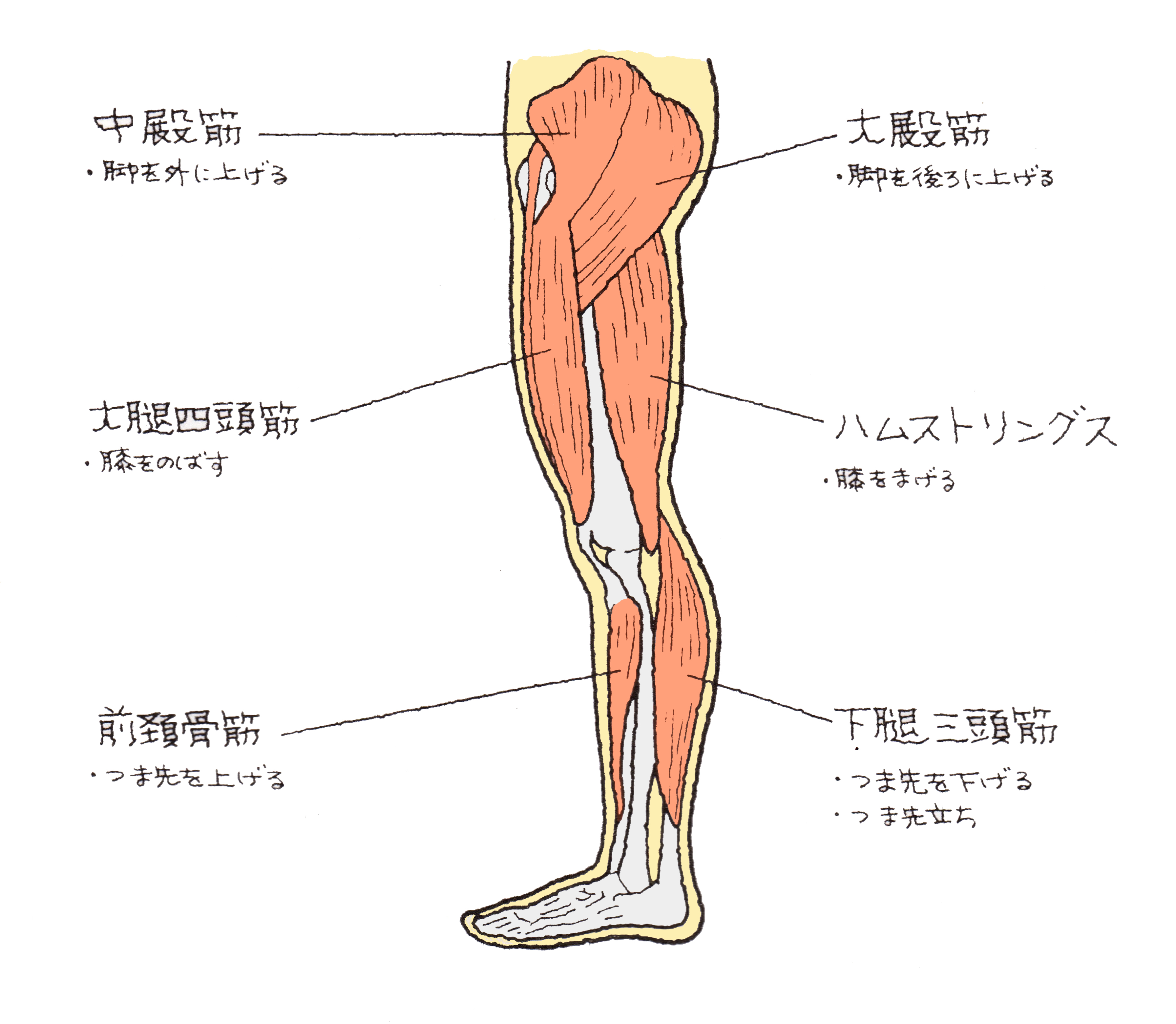 膝下 どこから