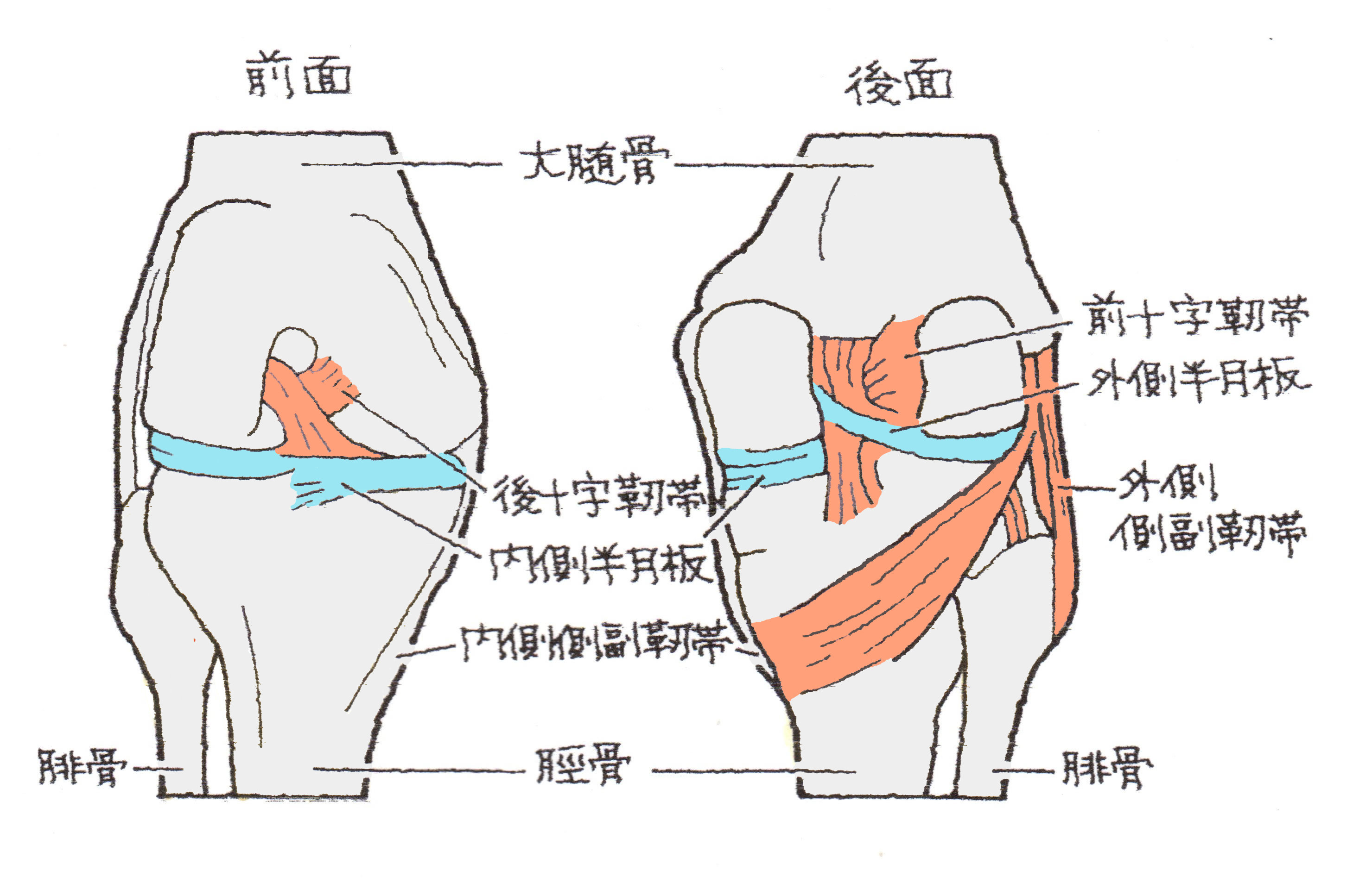 は 靭帯 損傷 と