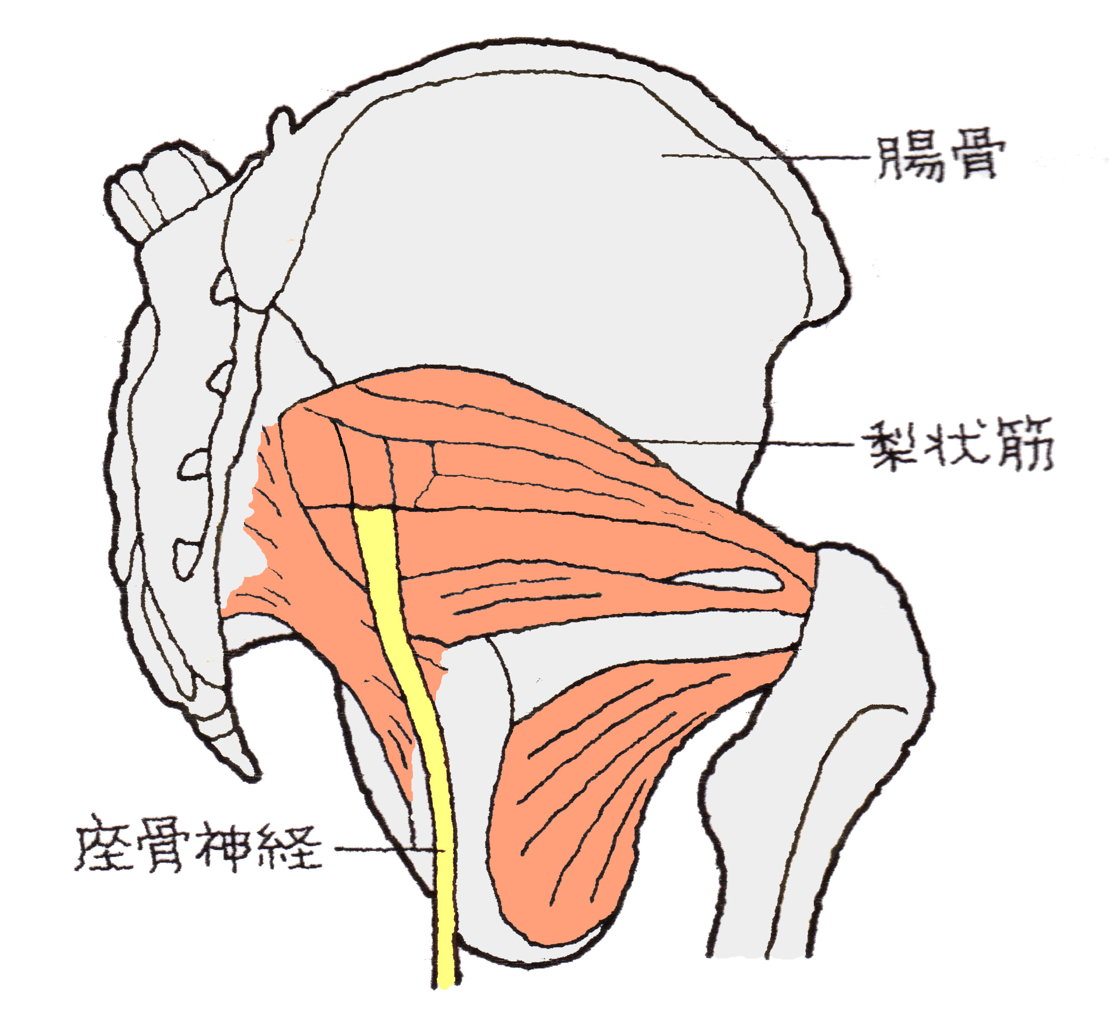 神経痛 股関節 坐骨