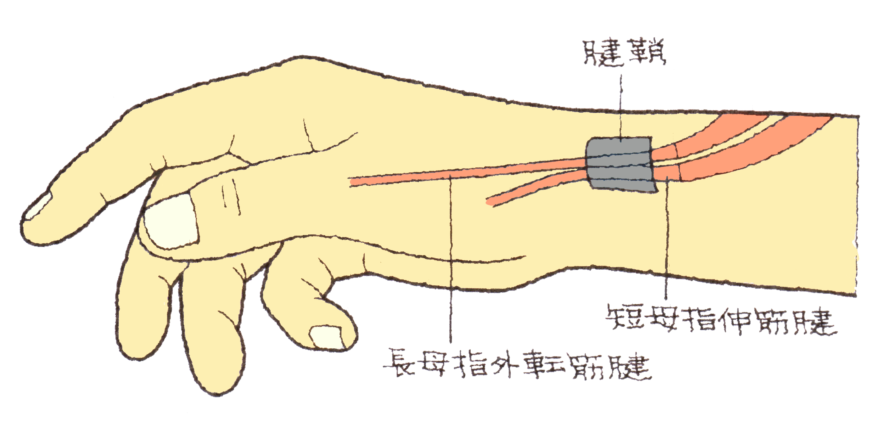腱鞘炎による手首の痛みを和らげるマッサージ | Tarzan Web（ターザンウェブ）