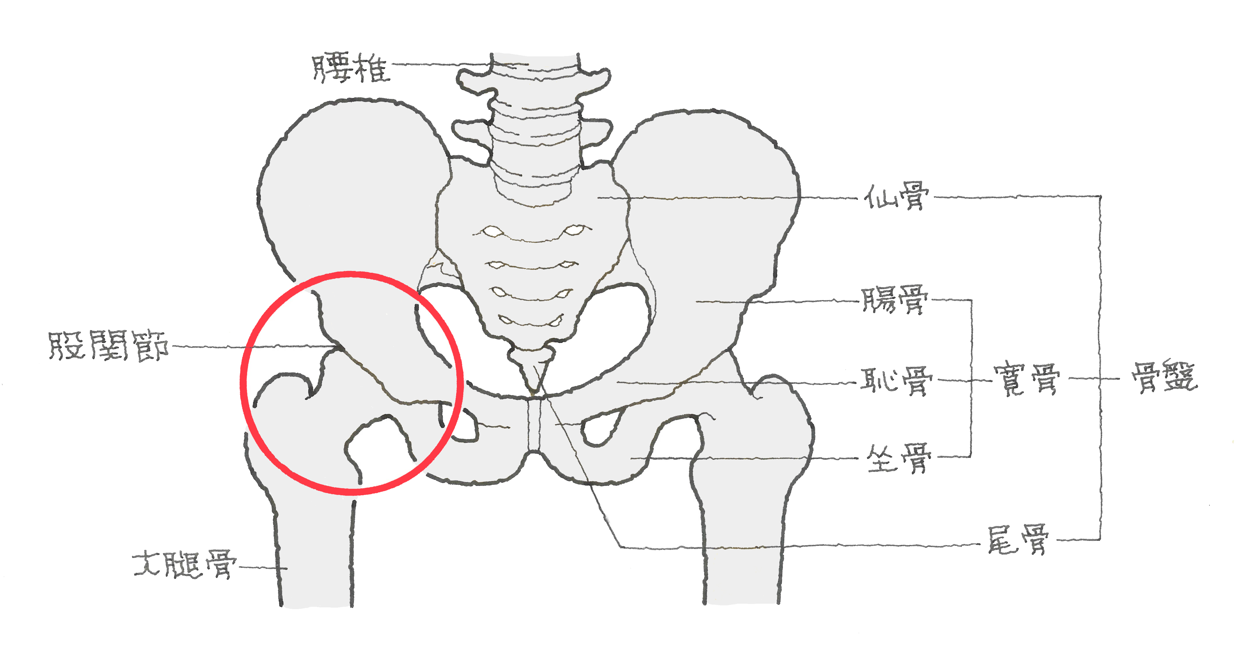 右足 を 上 に 組む 骨盤