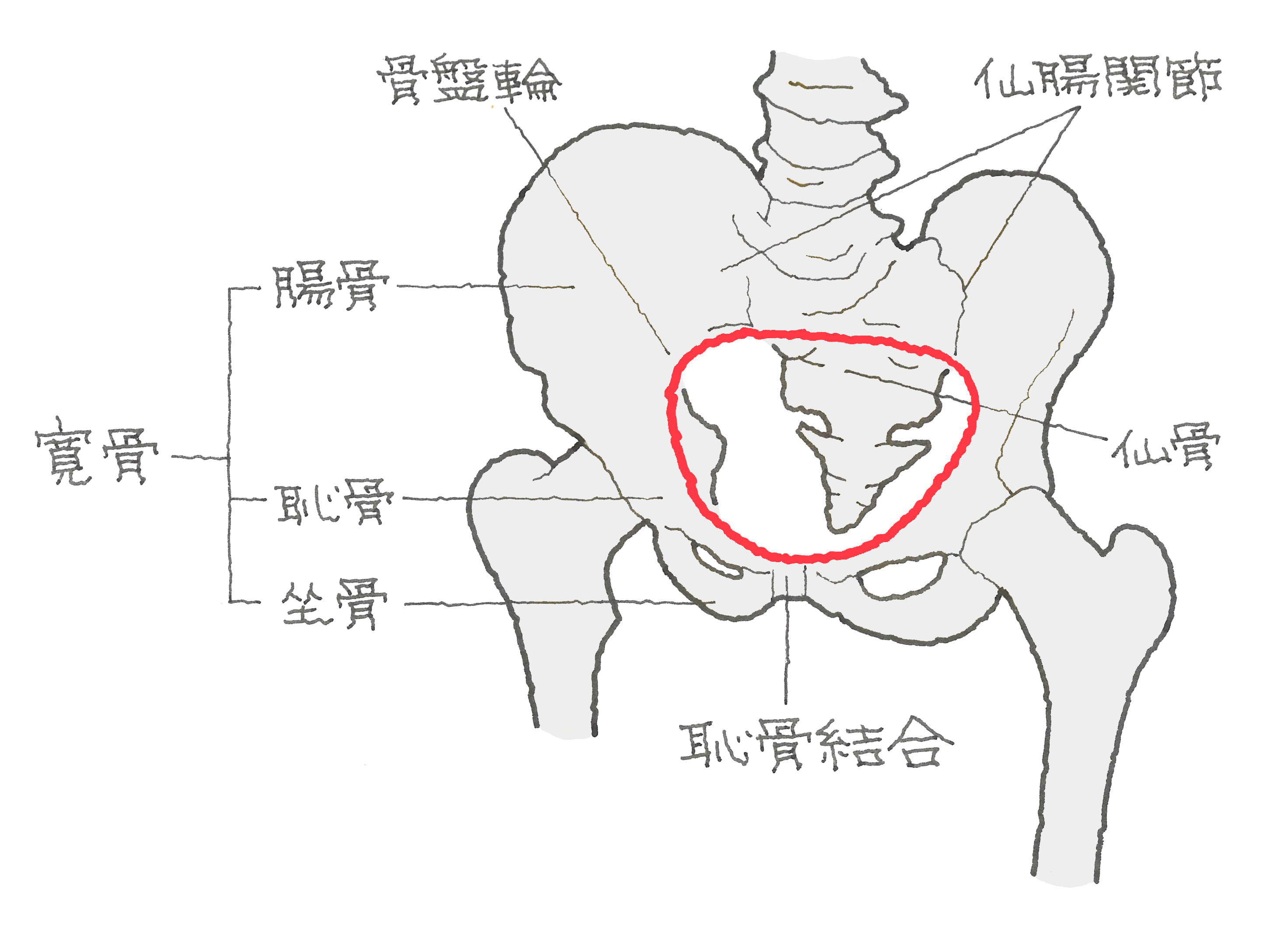 尾てい骨 骨折