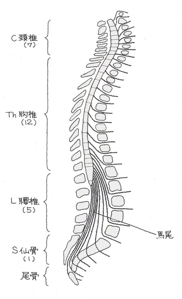 第三頸椎