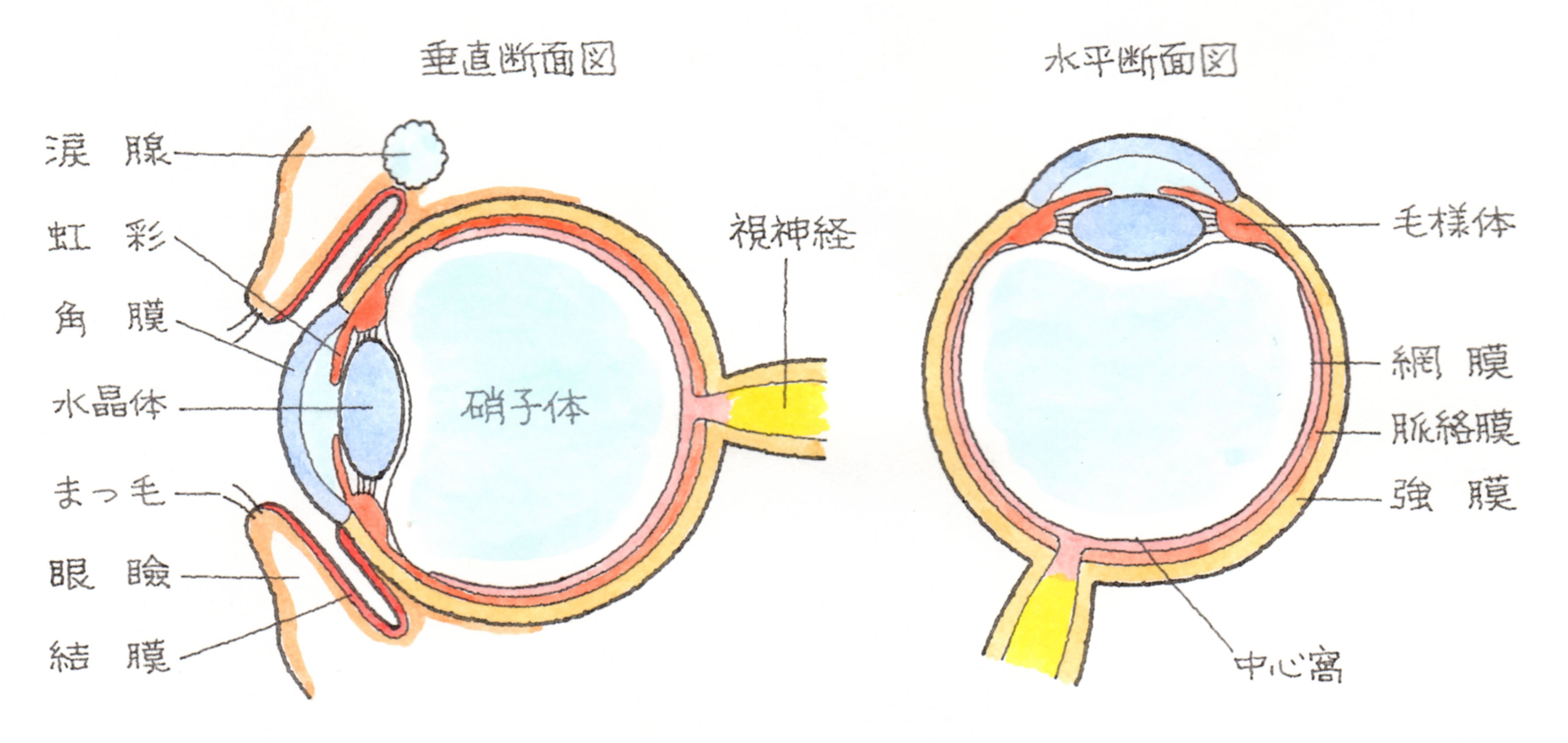 炎 ぶどう は 膜 と