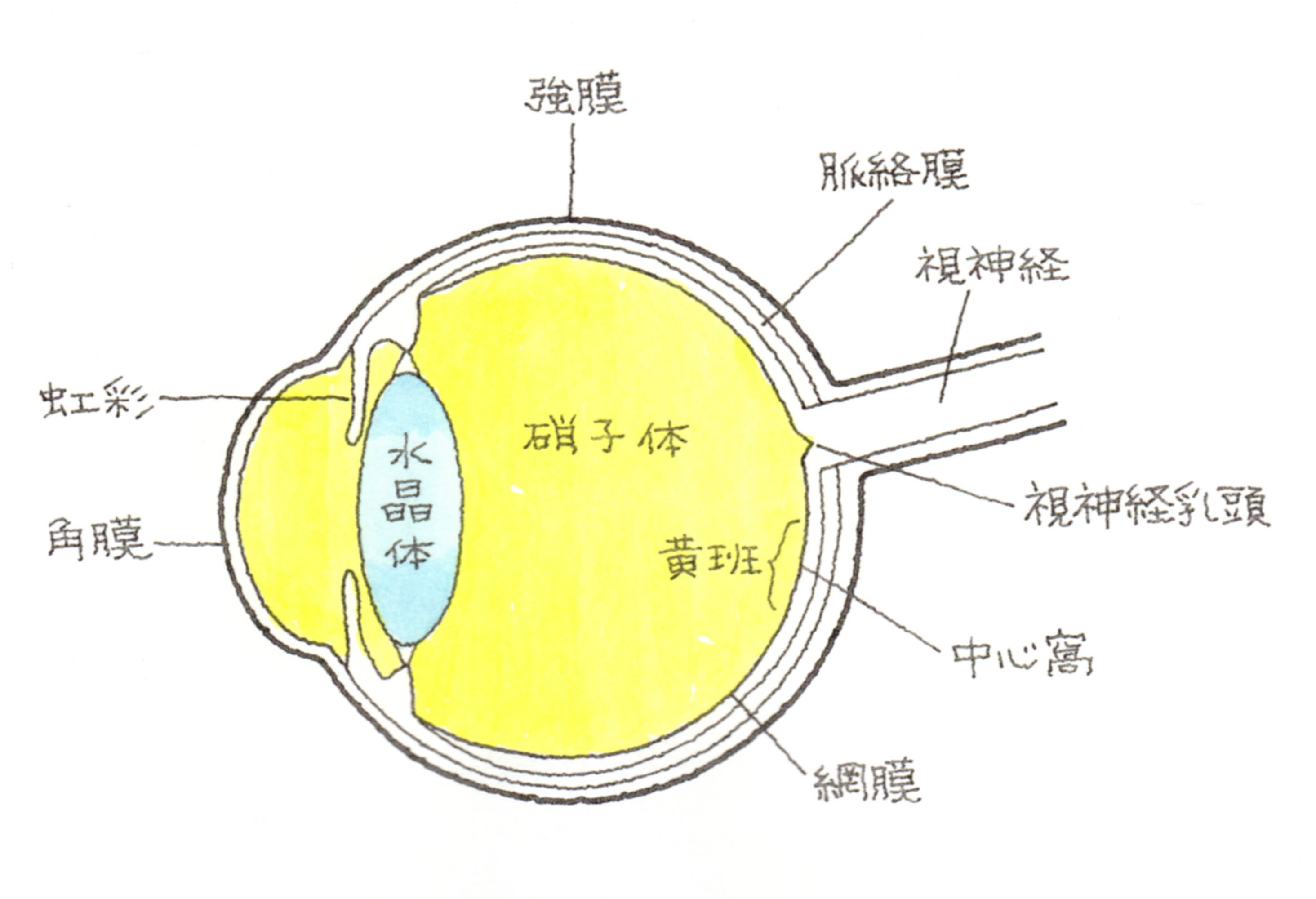 外傷性黄斑円孔 がいしょうせいおうはんえんこう 福岡の弁護士による後遺障害 等級認定サポート