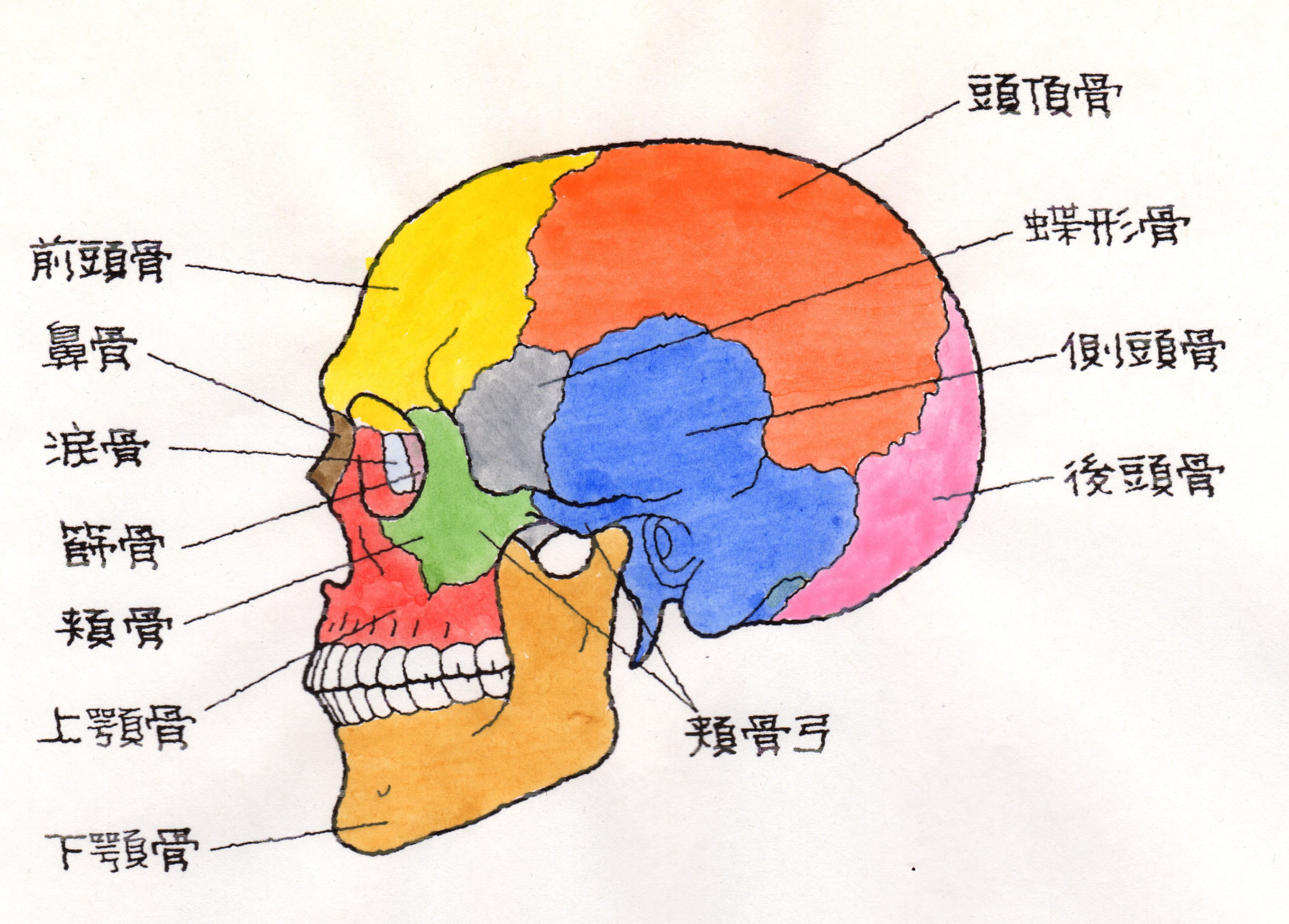 眼窩 底 骨折 と は