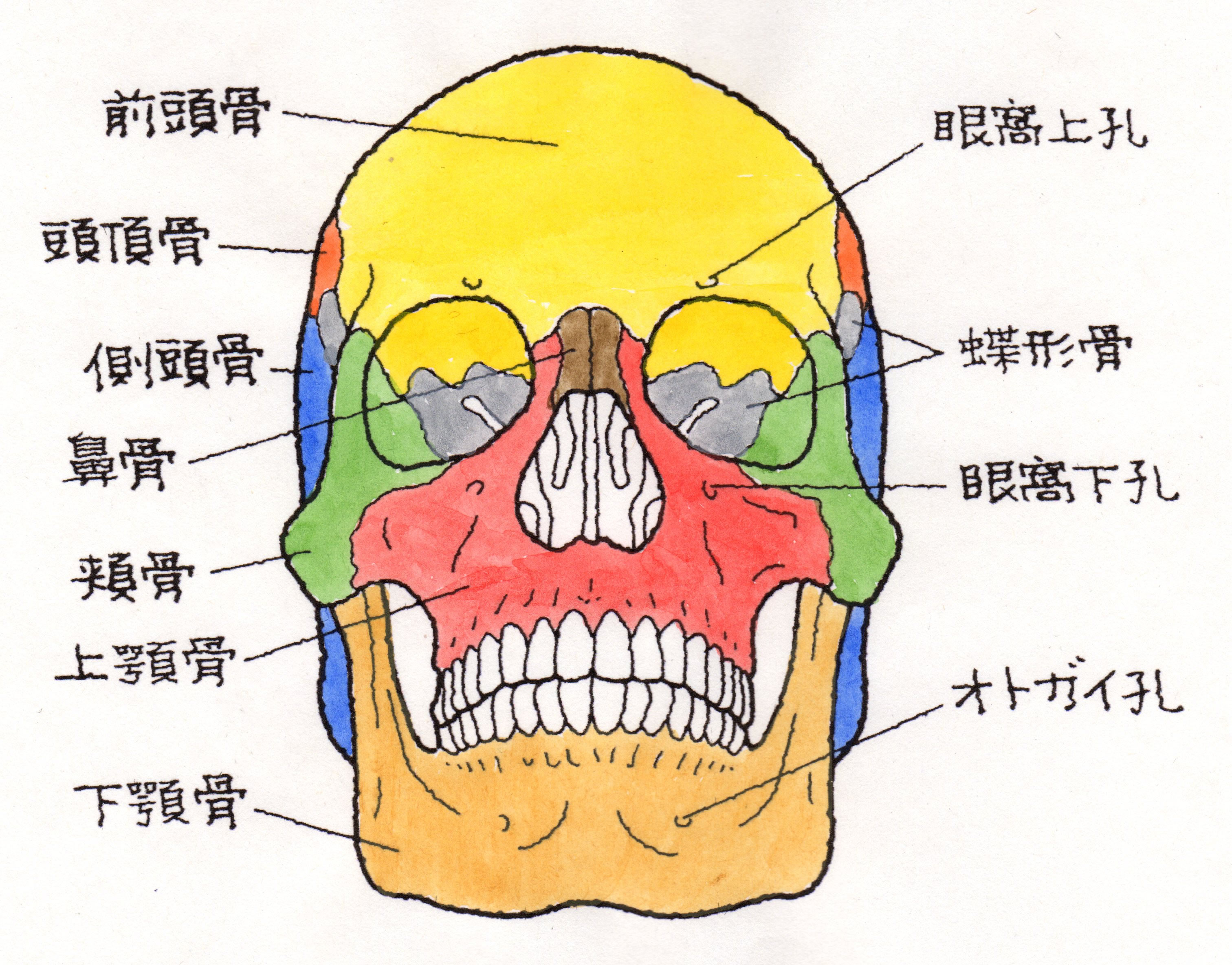 眼窩底破裂骨折 がんかていはれつこっせつ 福岡の弁護士による後遺障害 等級認定サポート