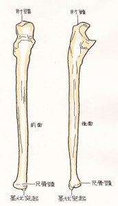 尺骨茎状突起骨折 福岡の弁護士による後遺障害 等級認定サポート